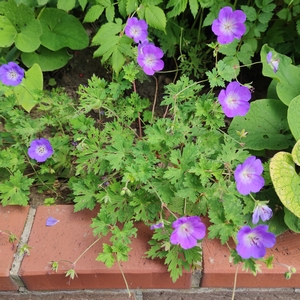 Gartenstorchenschnabel