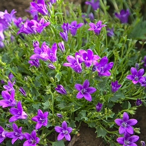 Glockenblume blau