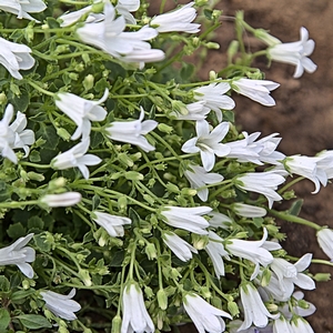 Glockenblume weiß