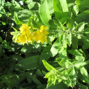 Goldfelberich