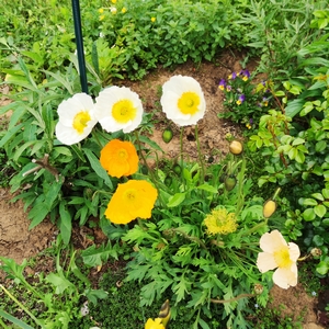 Islandmohn