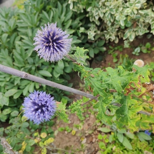 Kugeldistel