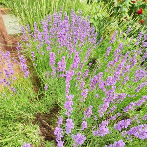 Lavendel