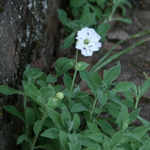 Leimkraut 'Weißkehlchen'
