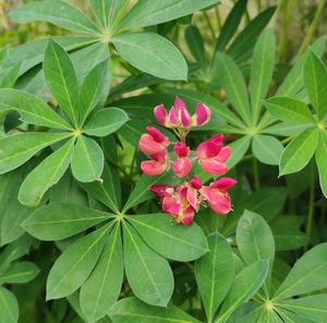 Lupine Festival Scarlet