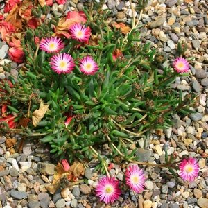 Mittagsblümchen