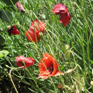 Klatschmohn