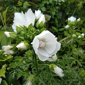 Moschus-Malve 