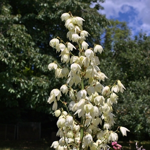 Palmlilie