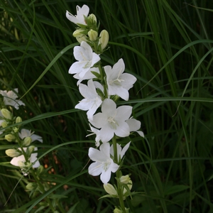 Pfirsichblättrige Glockenblume weiß