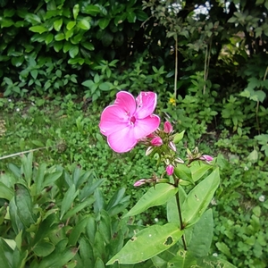 Flammenblume rosa