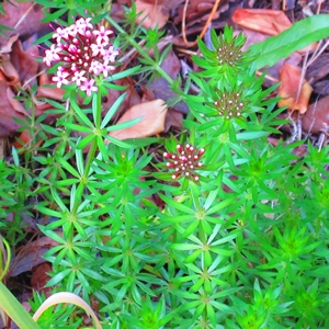 Rosenwaldmeister