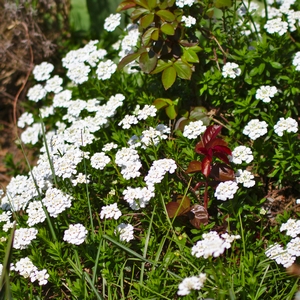 Schleifenblume