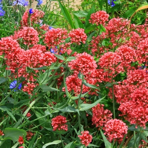Rote Spornblume