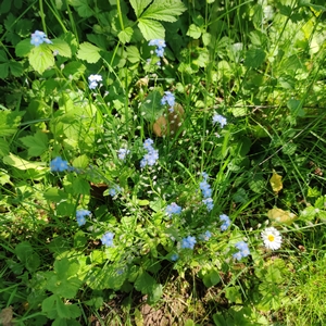 Waldvergissmeinnicht