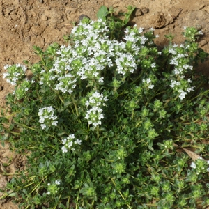 Weißer Polsterthymian
