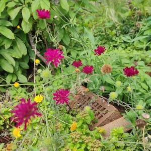 Witwenblume