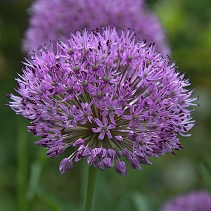 Zierlauch 'Lucy Ball'