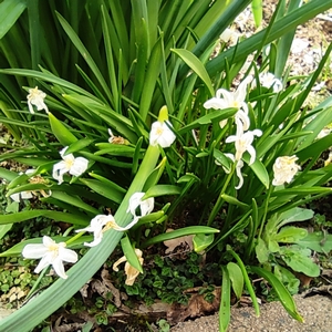 Schneeglanz