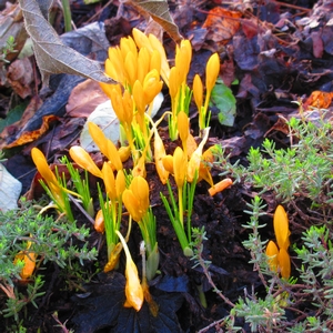 Krokus ancyrensis