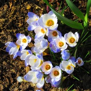 Krokus 'Blue Pearl'
