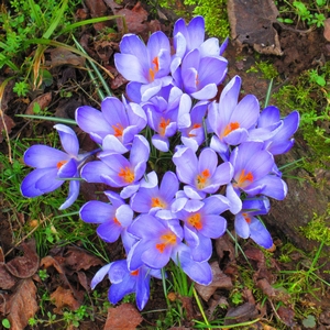 Krokus 'Zwanenburg'