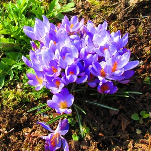 Krokus tommasinianus