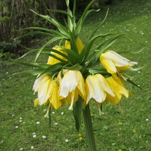 Kaiserkrone