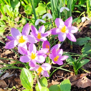 Krokus lila