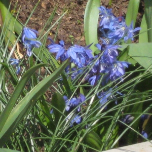 Blaustern