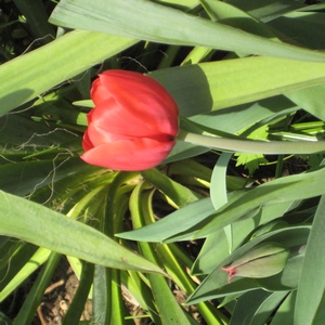 Tulpe 'Bastogne'
