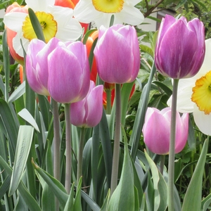 Tulpe 'Dreaming Maid'