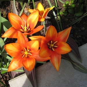 Tulpe "Early Harvest"