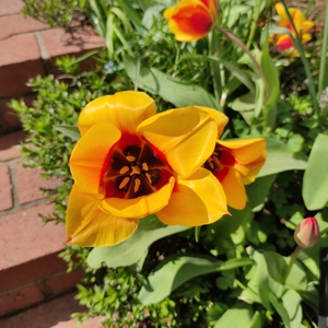 Tulpe 'German Flag'