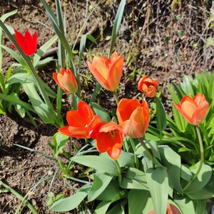 Tulpe 'Orange Emporer'