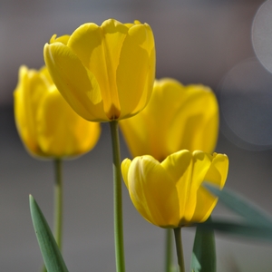 Tulpe gelb
