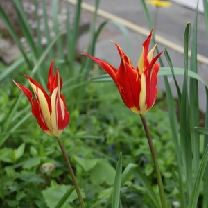 Gestreifte Tulpe
