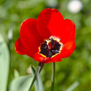 Tulpe rotschwarz