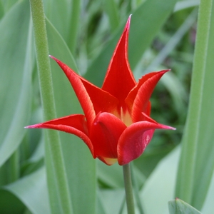 Tulpe mit Spitzen