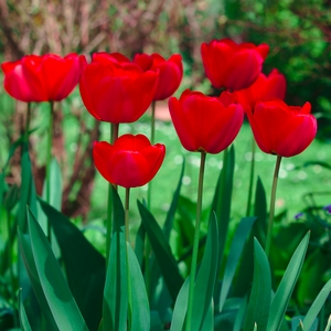 Tulpe rot