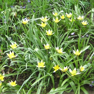 Zwergsterntulpe