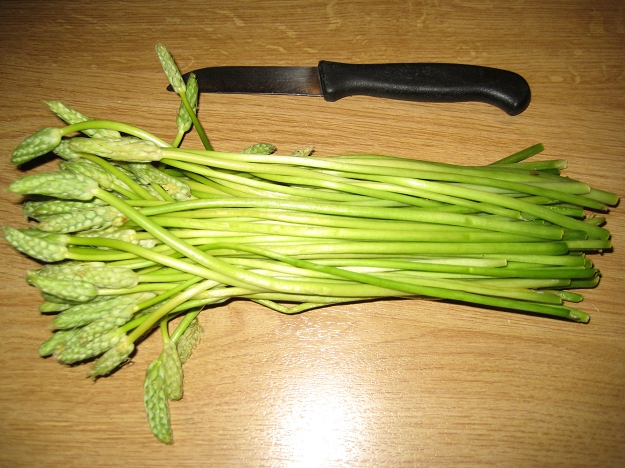 wilderspargel wilderspargel