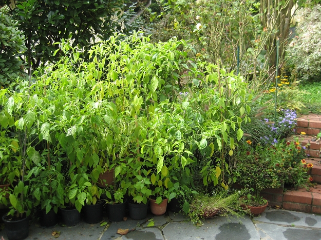 Pimentos