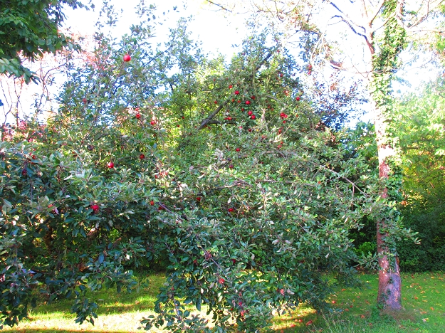 Apfelbaum
