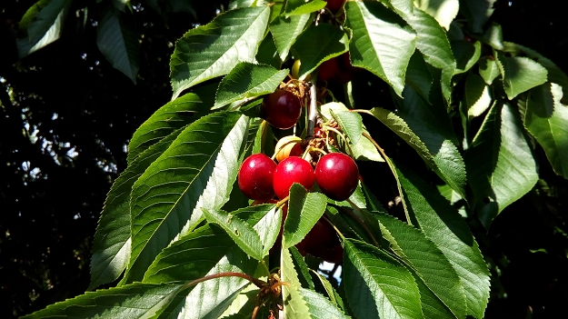 Kirschen