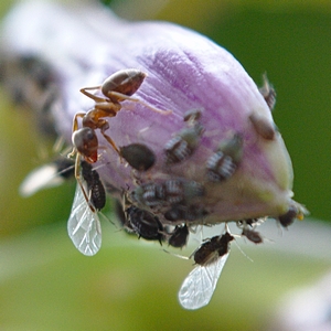 Braune Wegameise (?) und Blattläuse