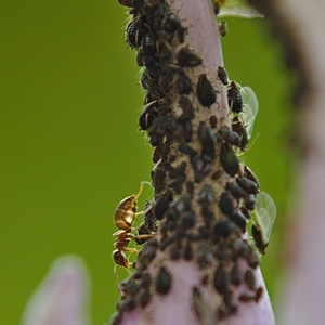 Braune Wegameise (?) und Blattläuse