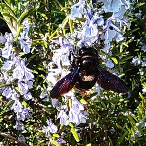Blaue Holzbiene