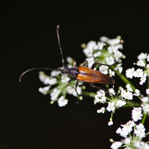 Bockkäfer 