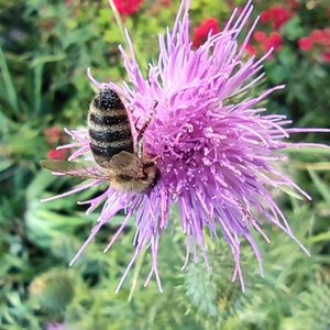 Biene auf Distel